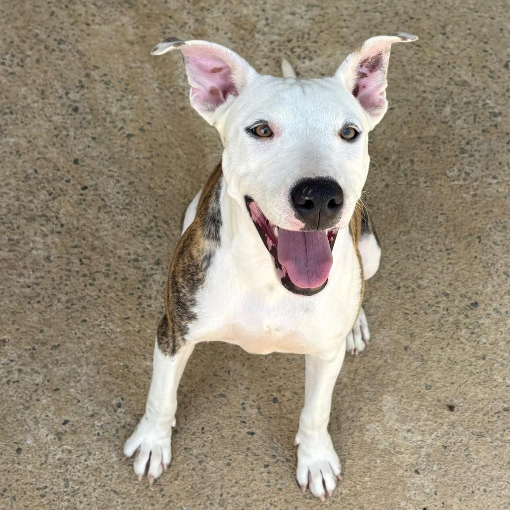 Urano, cachorro de porte médio para adoção em Vitória - ES