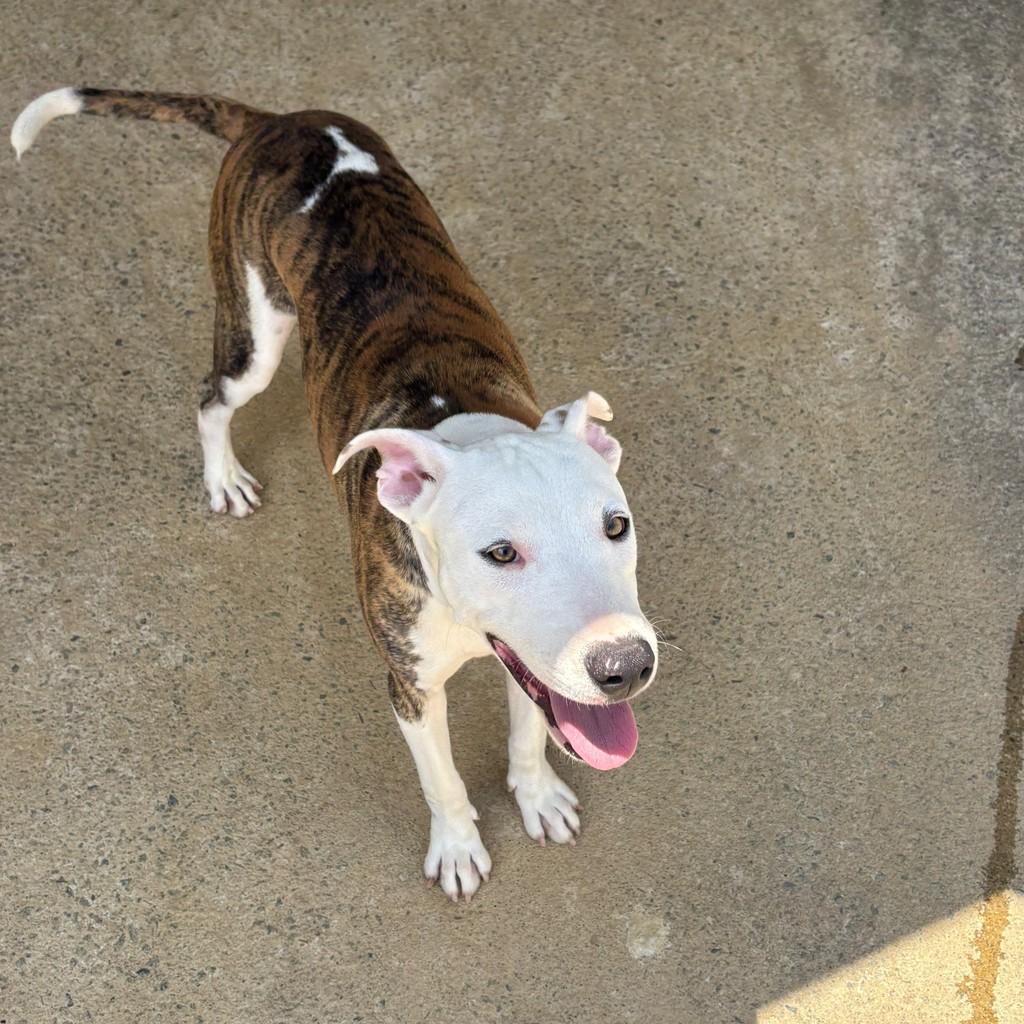 Urano, cachorro de porte médio para adoção em Vitória - ES — foto 2 de 2