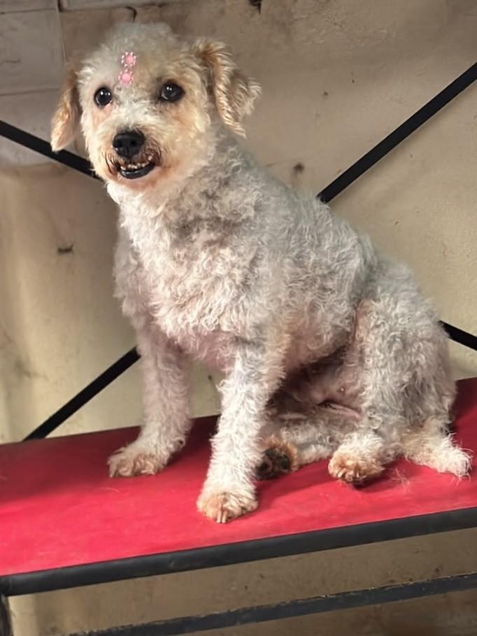 Muriel, cadela de porte pequeno para adoção em Vitória - ES