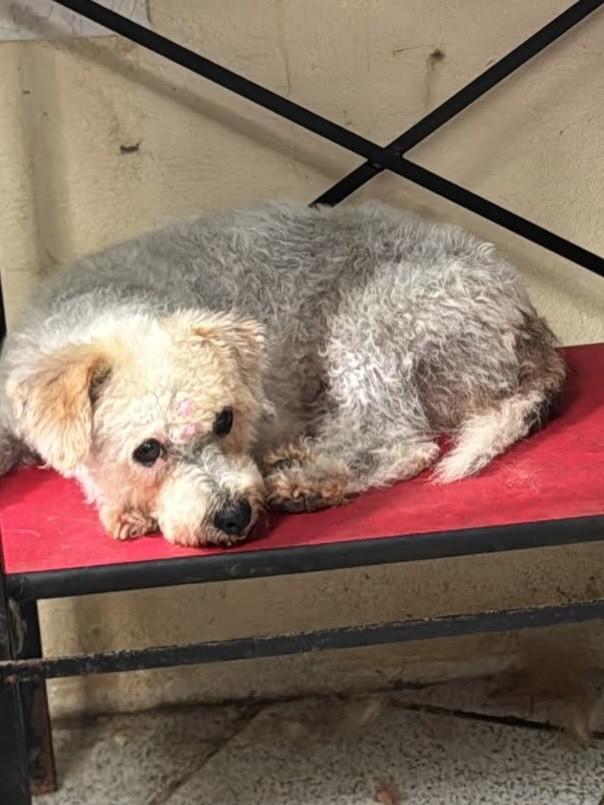 Muriel, cadela de porte pequeno para adoção em Vitória - ES — foto 2 de 2