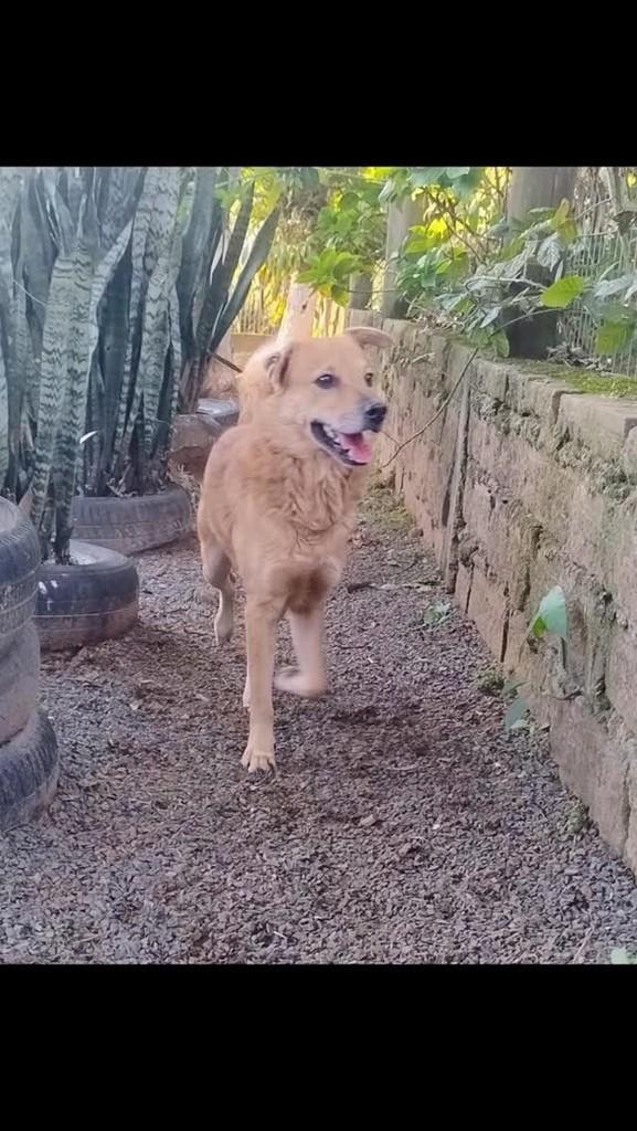 Spike, cachorro de porte médio para adoção em Porto Alegre - RS