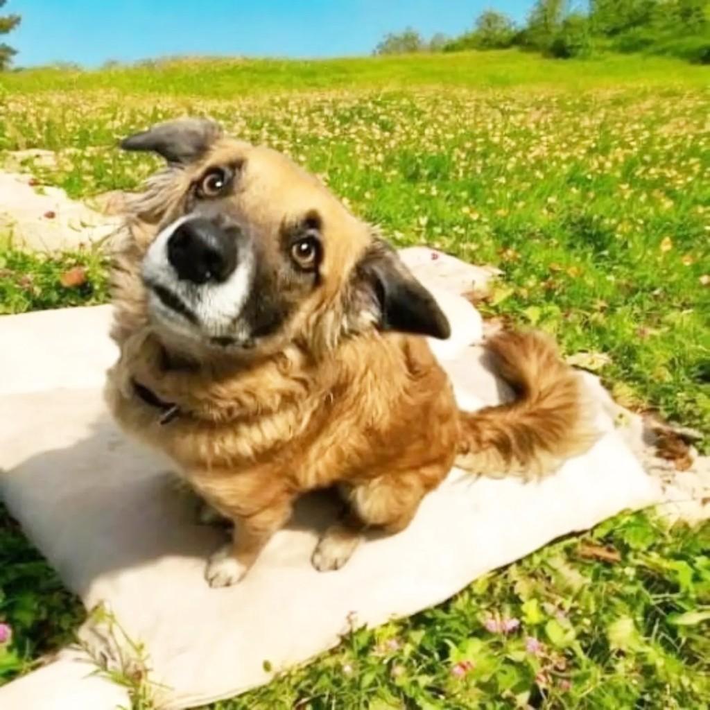 Caramelo, cachorro de porte médio para adoção em Porto Alegre - RS