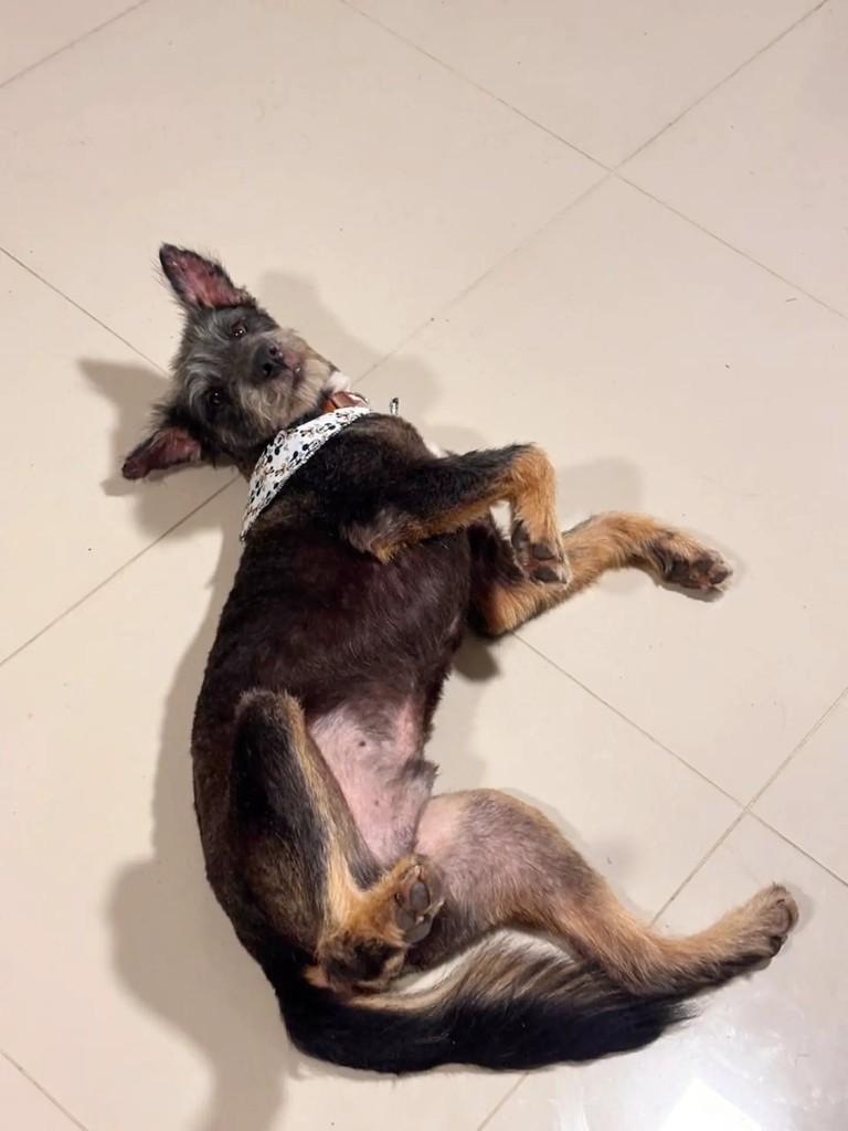 Noah, cachorro de porte médio para adoção em Porto Alegre - RS