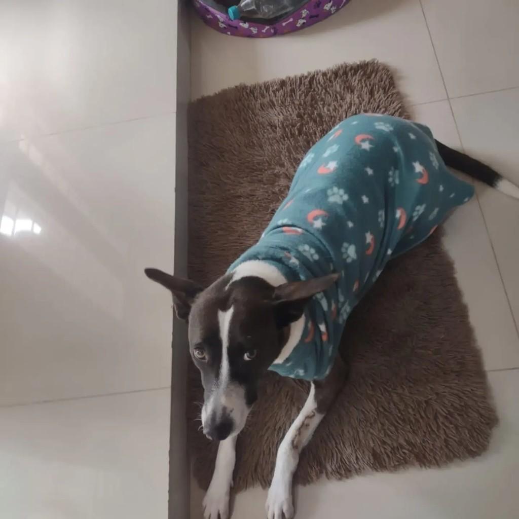 Bella, cadela de porte médio para adoção em Porto Alegre - RS