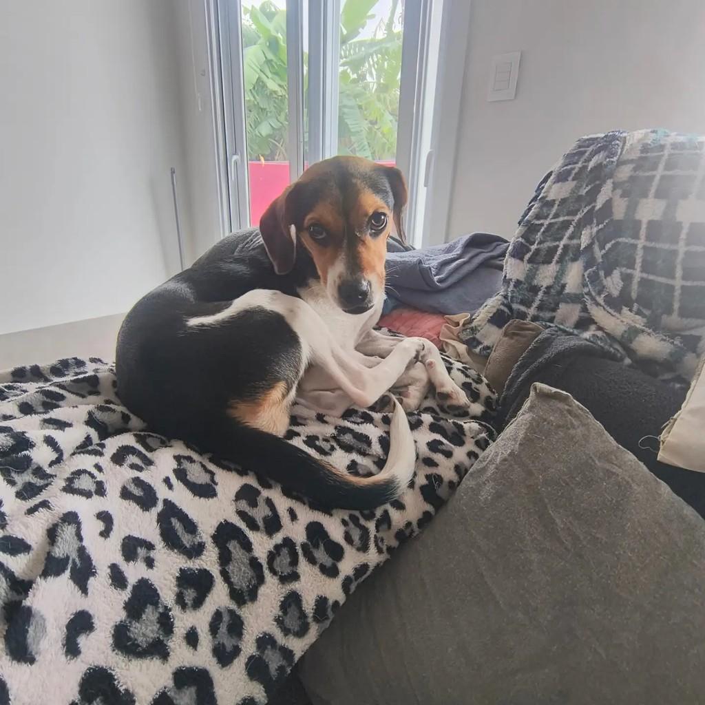 Snoopy, cadela de porte pequeno para adoção em Porto Alegre - RS
