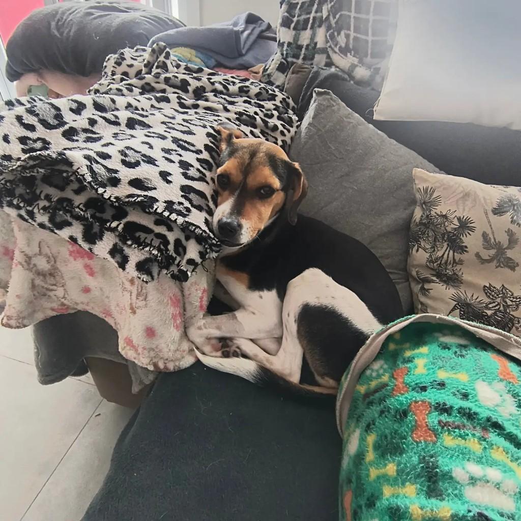 Snoopy, cadela de porte pequeno para adoção em Porto Alegre - RS — foto 3 de 3