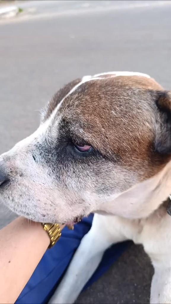 Kaká, cachorro de porte médio para adoção em Abadia de Goiás - GO