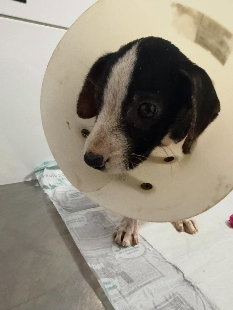 Florzinha, cadela de porte pequeno para adoção em Fortaleza - CE