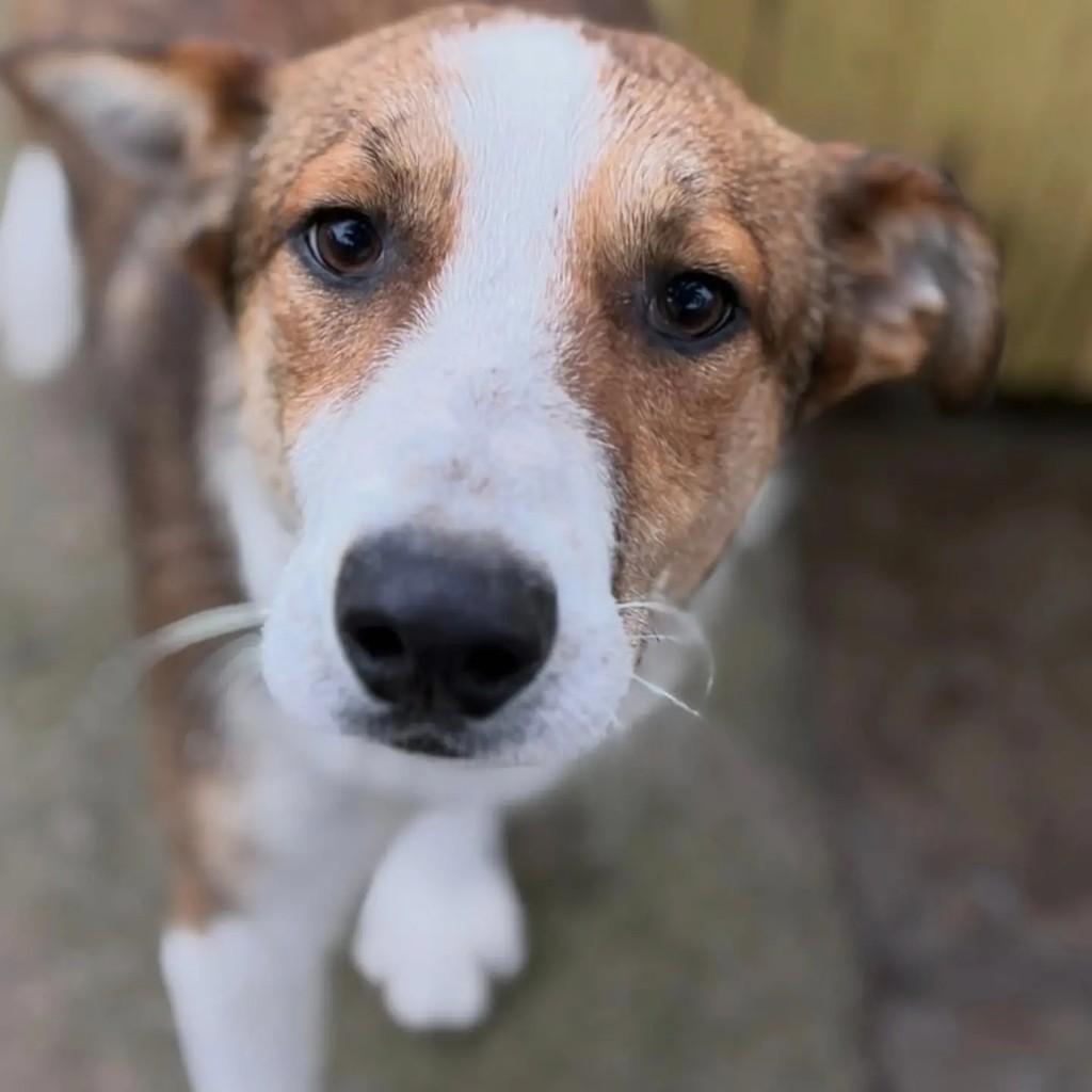 Filhotao, cachorro de porte pequeno para adoção em Pelotas - RS