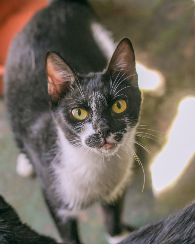 Juliana, gato de porte pequeno para adoção em Mogi Guaçu - SP