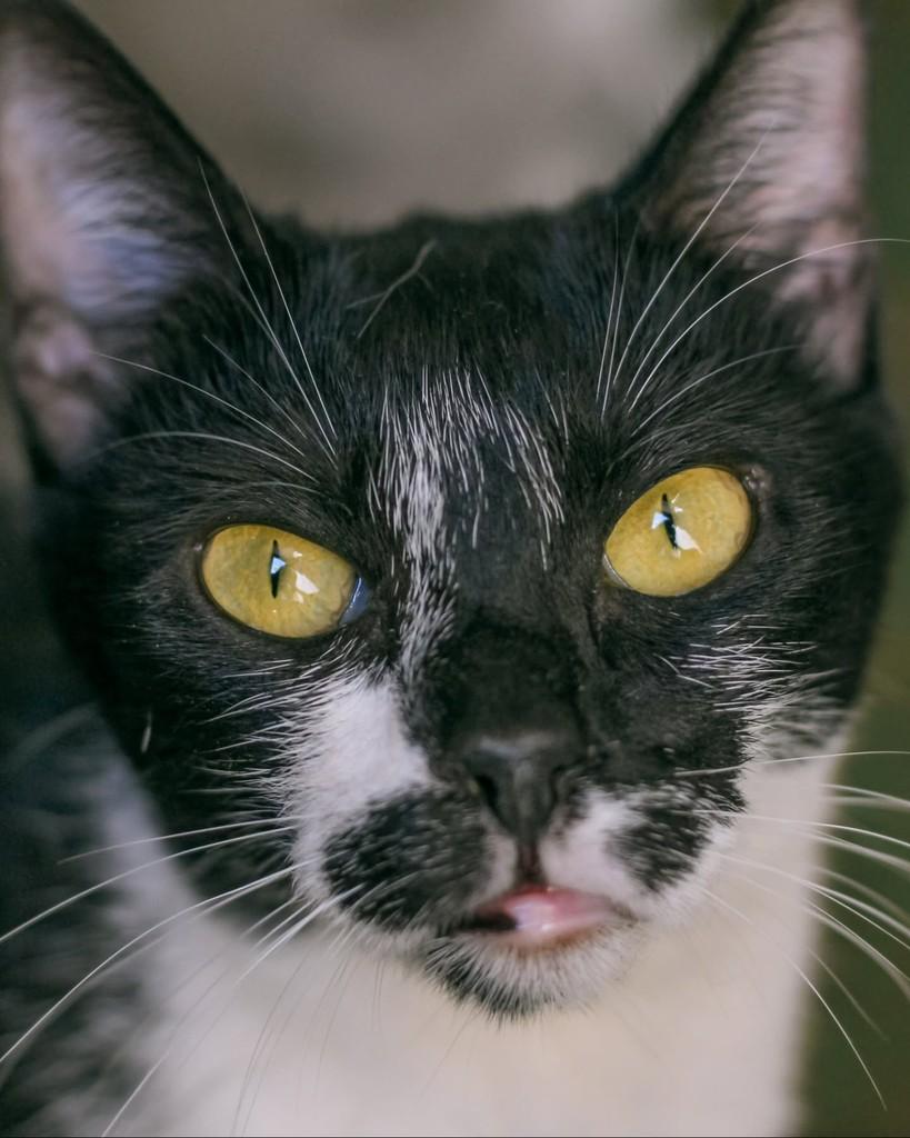 Juliana, gato de porte pequeno para adoção em Mogi Guaçu - SP — foto 2 de 2