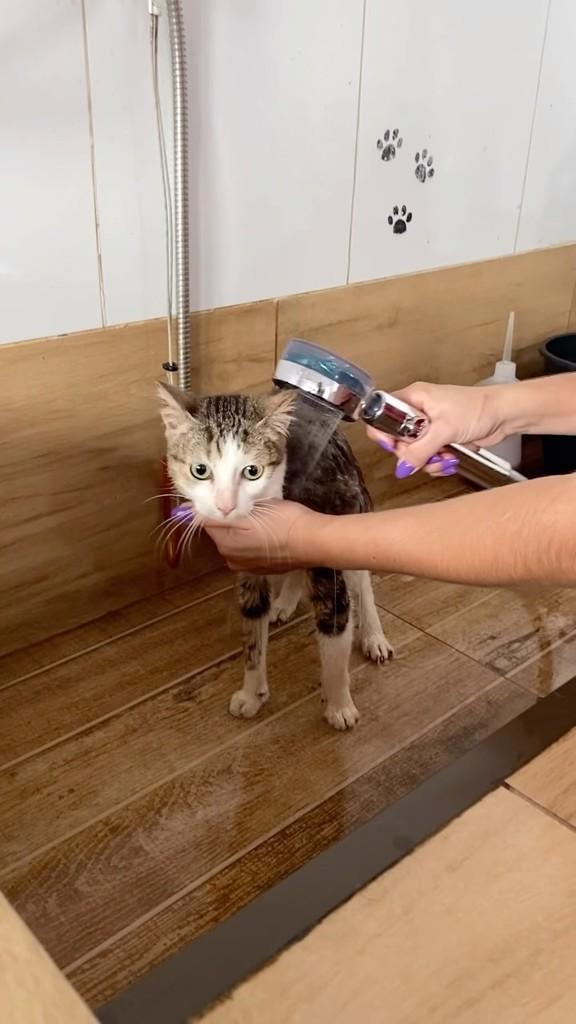 Baronesa, gato de porte pequeno para adoção em Mogi Guaçu - SP