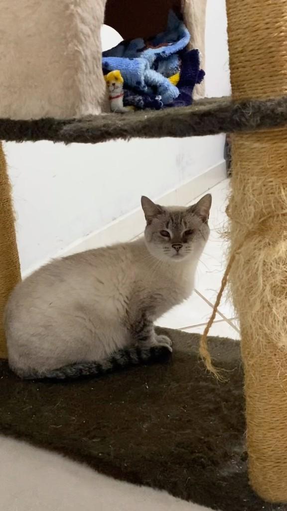 Batatinha, gato de porte médio para adoção em Mogi Guaçu - SP