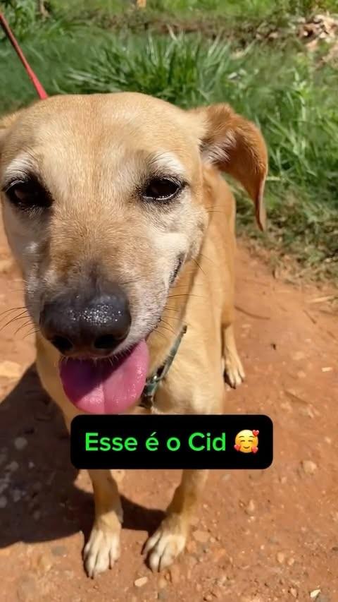 Cid, cachorro de porte pequeno para adoção em Mogi Guaçu - SP