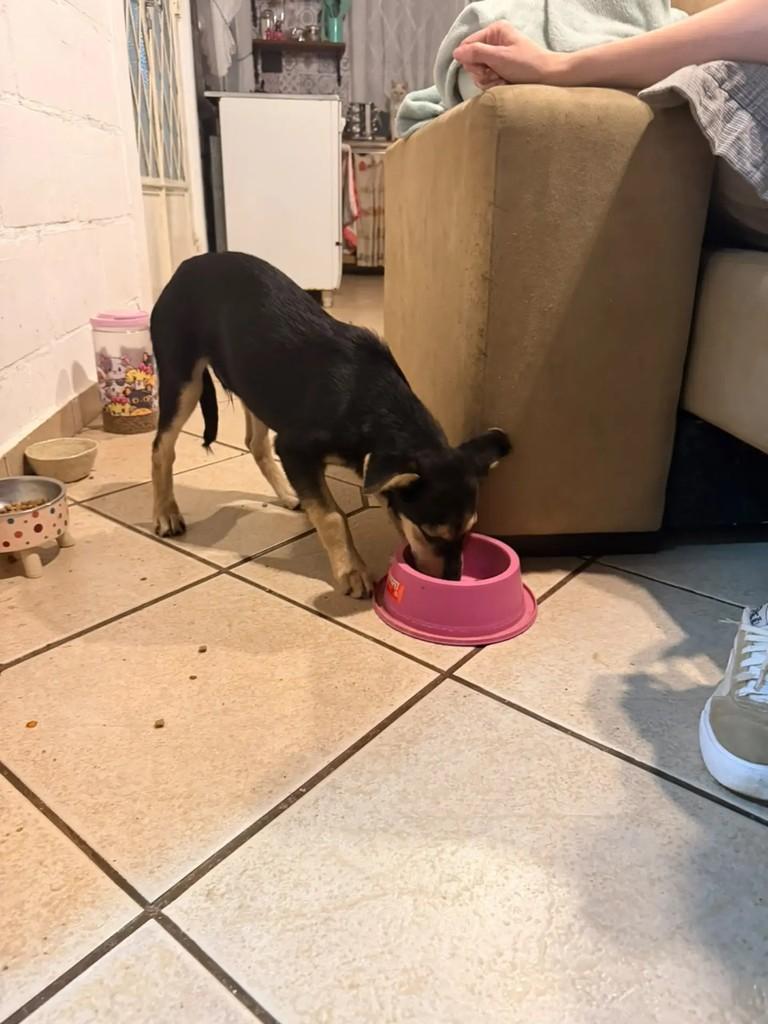 Graciano, cachorro de porte pequeno para adoção em Mogi Guaçu - SP