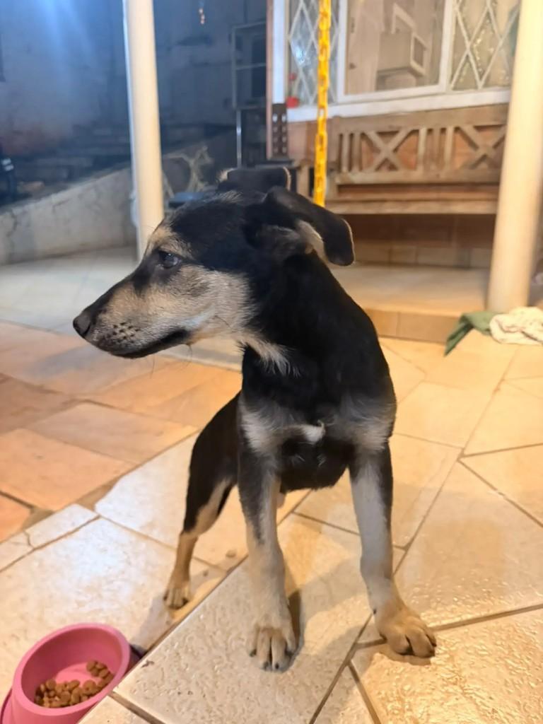 Graciano, cachorro de porte pequeno para adoção em Mogi Guaçu - SP — foto 2 de 4