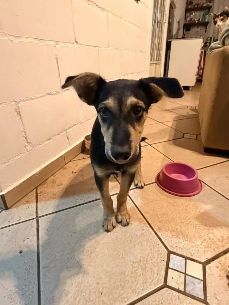 Graciano, cachorro de porte pequeno para adoção em Mogi Guaçu - SP — foto 3 de 4