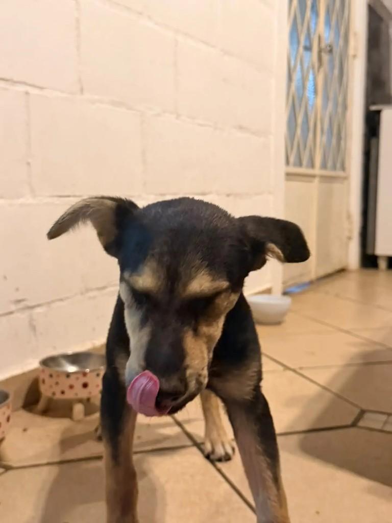 Graciano, cachorro de porte pequeno para adoção em Mogi Guaçu - SP — foto 4 de 4