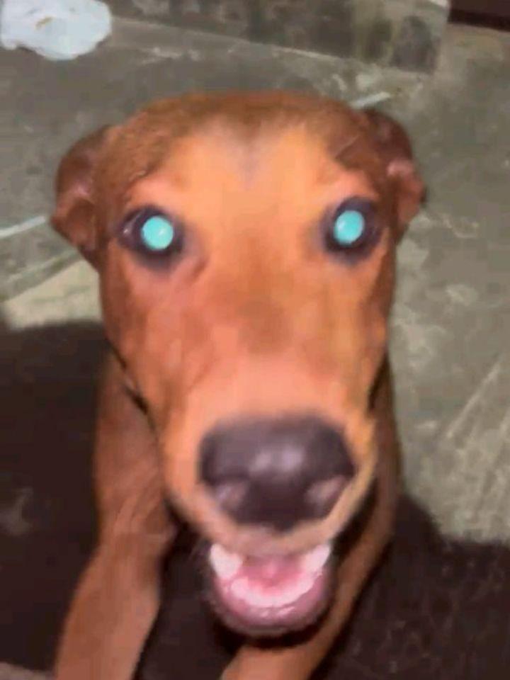 Ela, cadela de porte médio para adoção em São Luís - MA