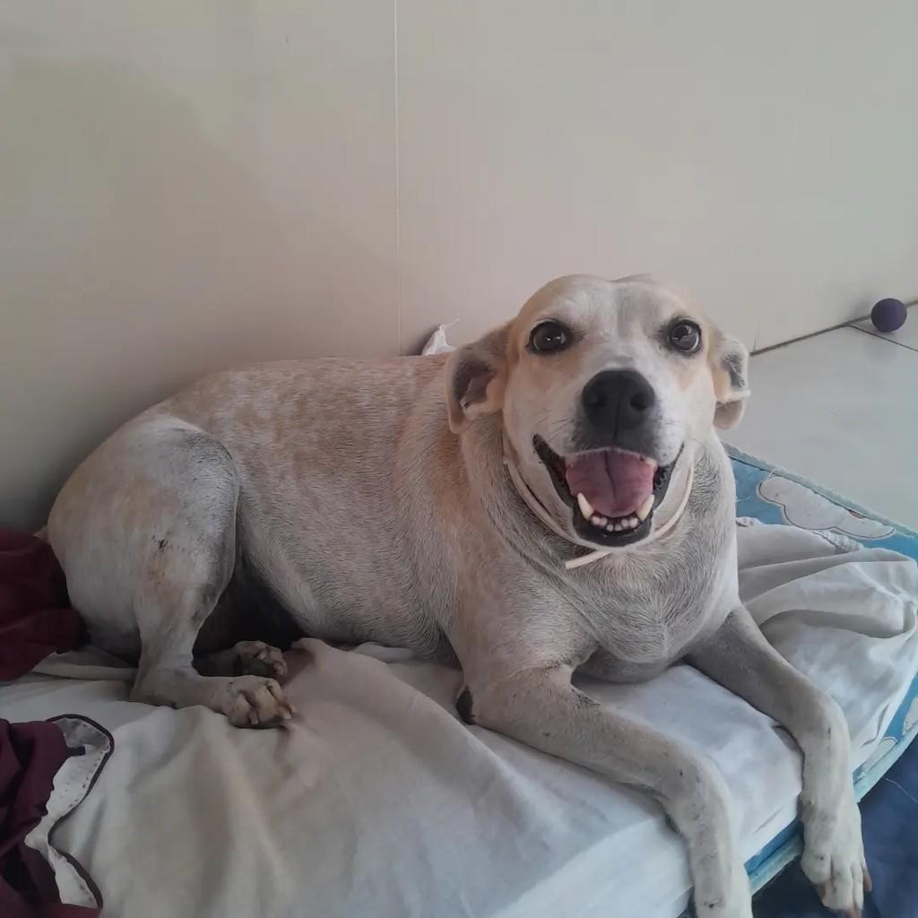 Mel, cadela de porte pequeno para adoção em São Luís - MA