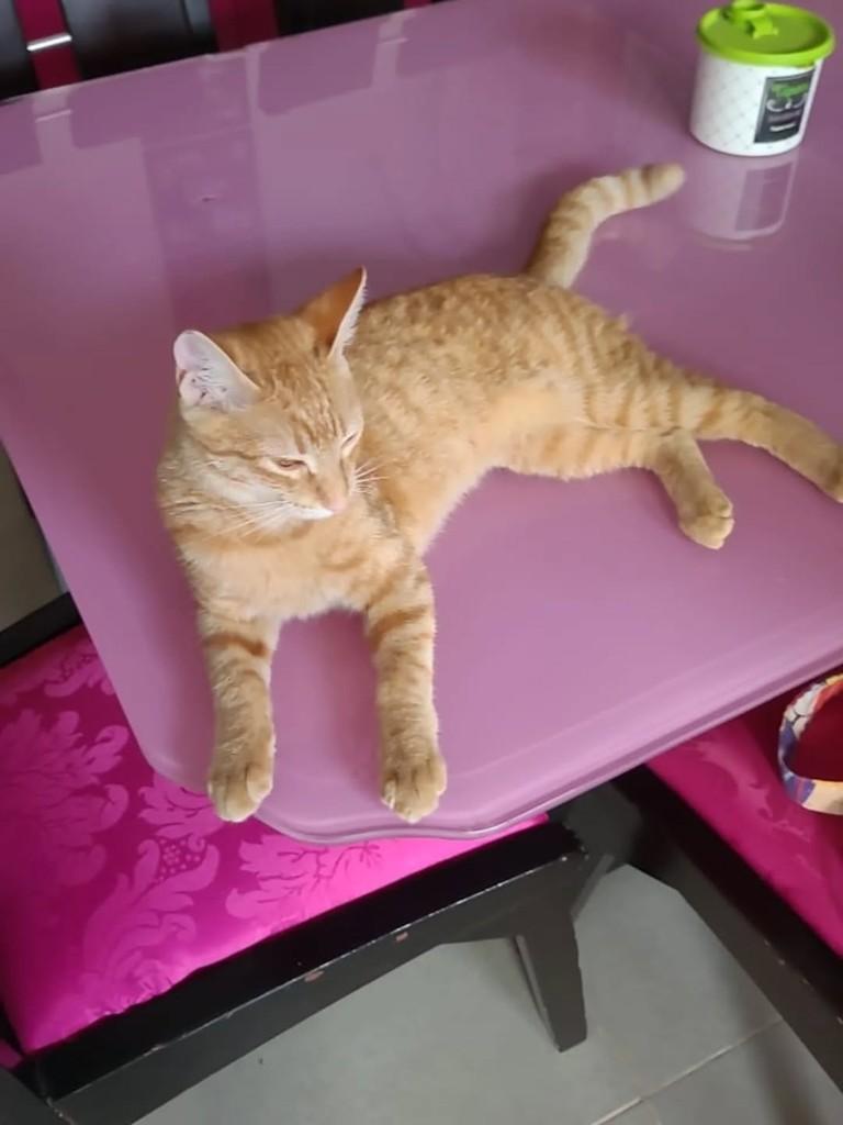 Linda, gata de porte médio para adoção em Goiânia - GO