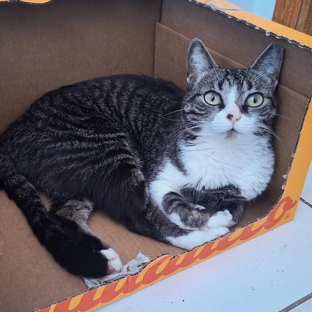 Anna Rita, gata de porte pequeno para adoção em São Paulo - SP