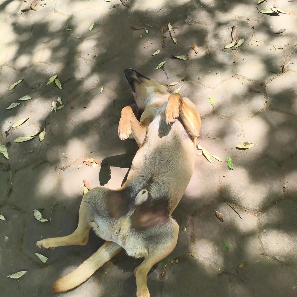 Doguinho, cachorro de porte pequeno para adoção em Carandaí - MG