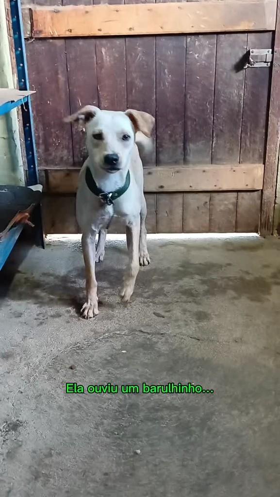 Laika, cachorro de porte pequeno para adoção em Belo Jardim - PE
