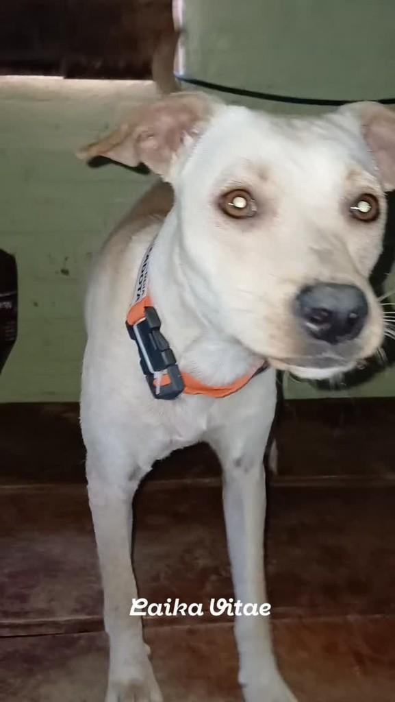 Nina, cadela de porte pequeno para adoção em Belo Jardim - PE