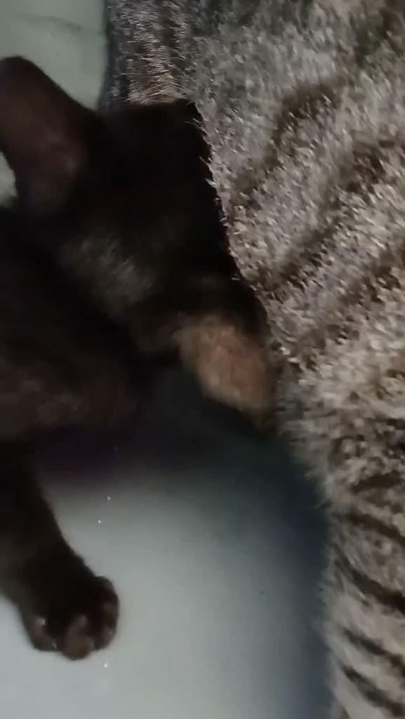 Essa nova geração que não larga o tetê!, gata de porte pequeno para adoção em Belo Jardim - PE