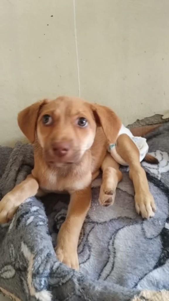Mel, cachorro de porte pequeno para adoção em Belo Jardim - PE