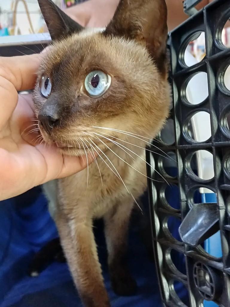 Bruninho, gato de porte médio para adoção em Belo Jardim - PE