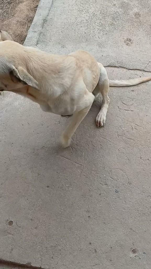 Chico, cachorro de porte pequeno para adoção em Belo Jardim - PE