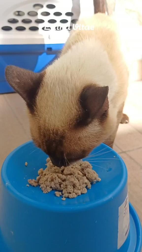 Bruno, gato de porte médio para adoção em Belo Jardim - PE