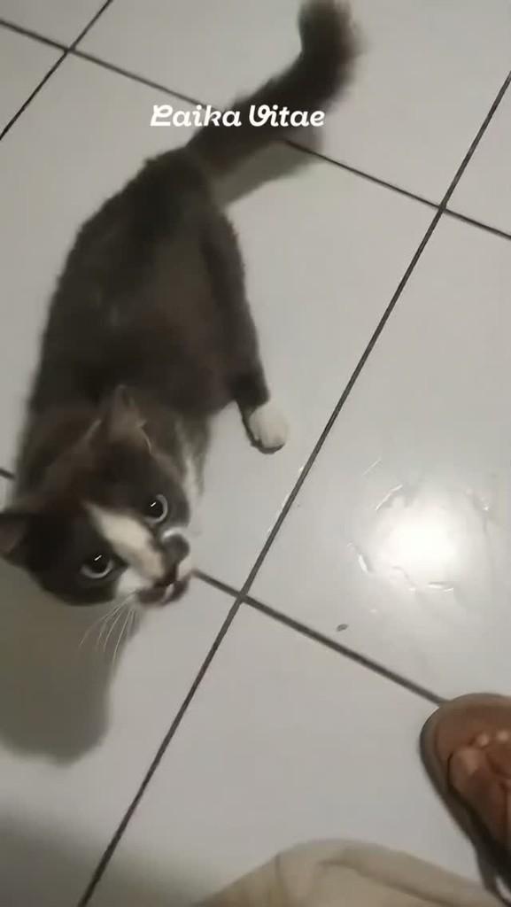 Marrie, gato de porte pequeno para adoção em Belo Jardim - PE