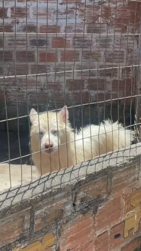 Max, cachorro de porte médio para adoção em Belo Jardim - PE