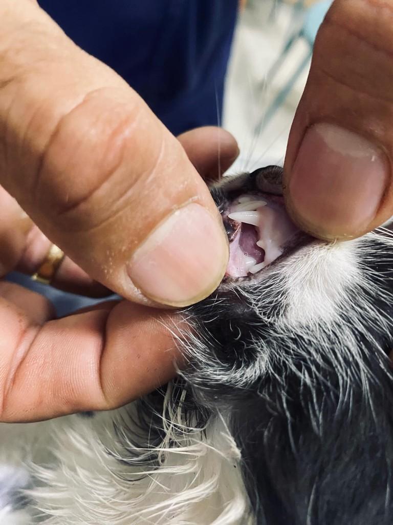 Azeitona, gato de porte pequeno para adoção em Primavera do Leste - MT