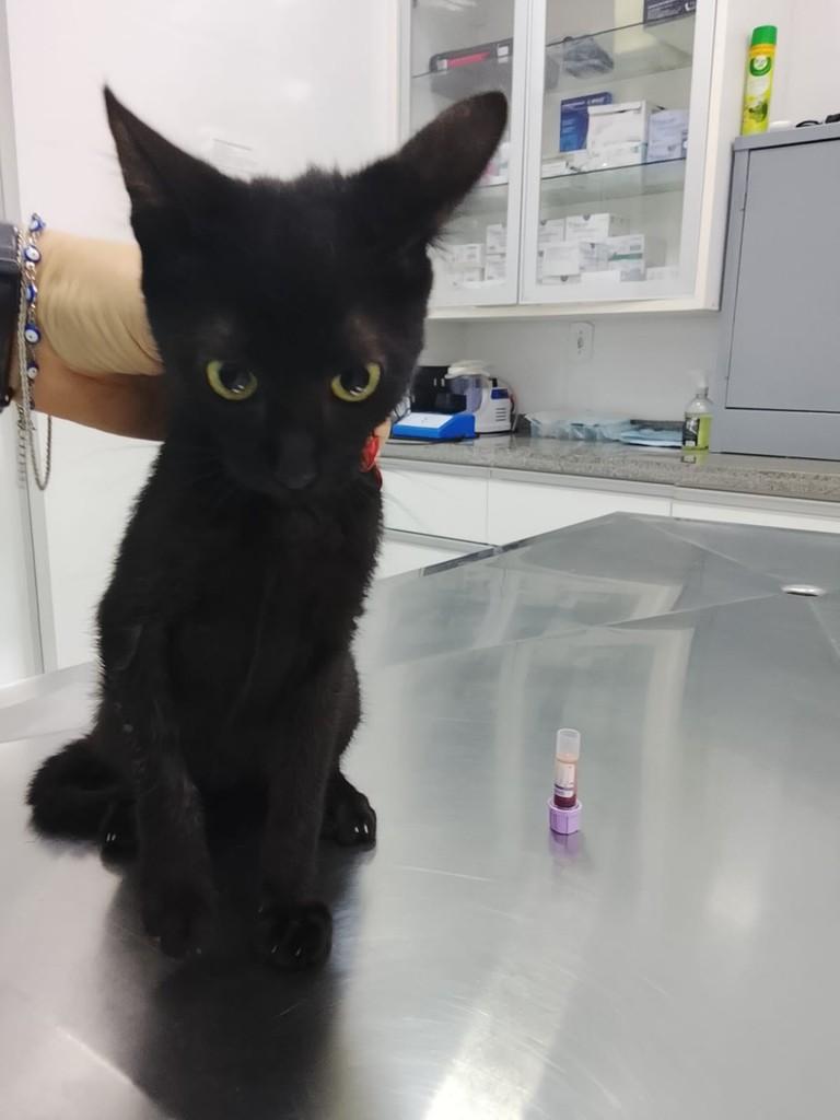 Vênus, gata de porte pequeno para adoção em Primavera do Leste - MT