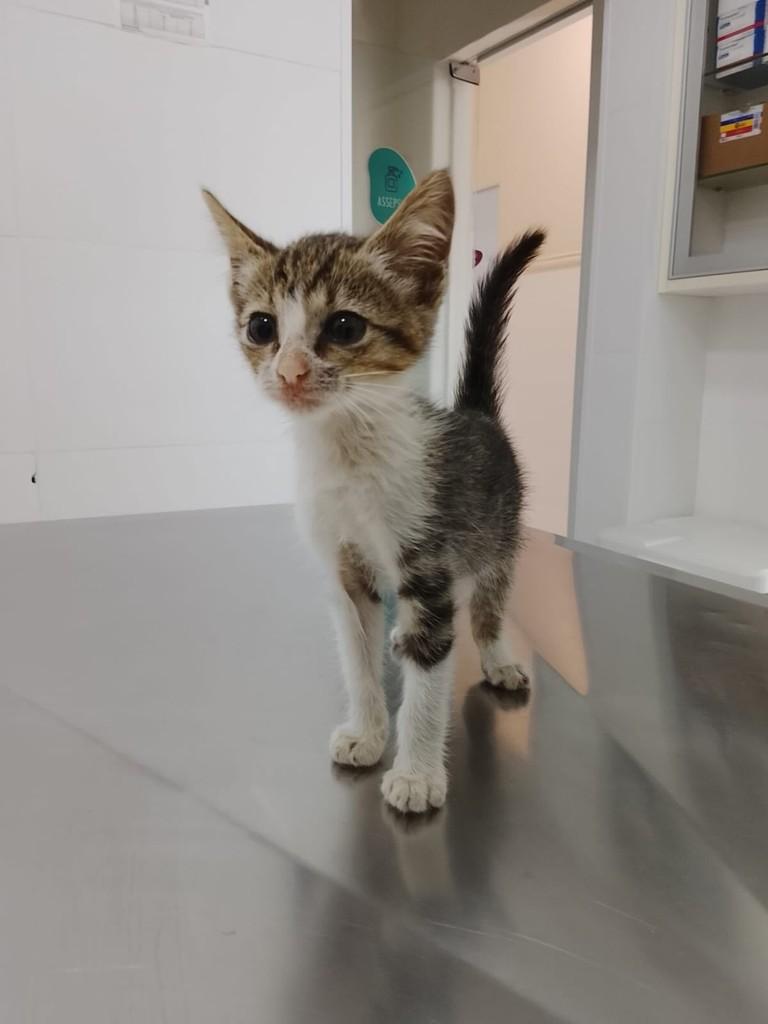 Bolonhesa, gata de porte pequeno para adoção em Primavera do Leste - MT