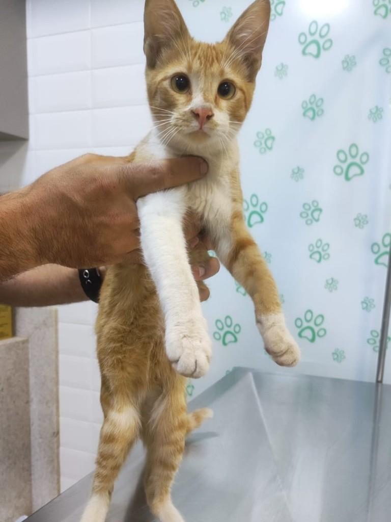 Pikachu, gato de porte pequeno para adoção em Primavera do Leste - MT