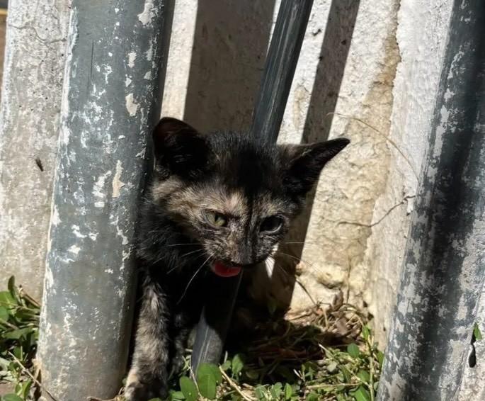 Groselha, gata de porte pequeno para adoção em Primavera do Leste - MT