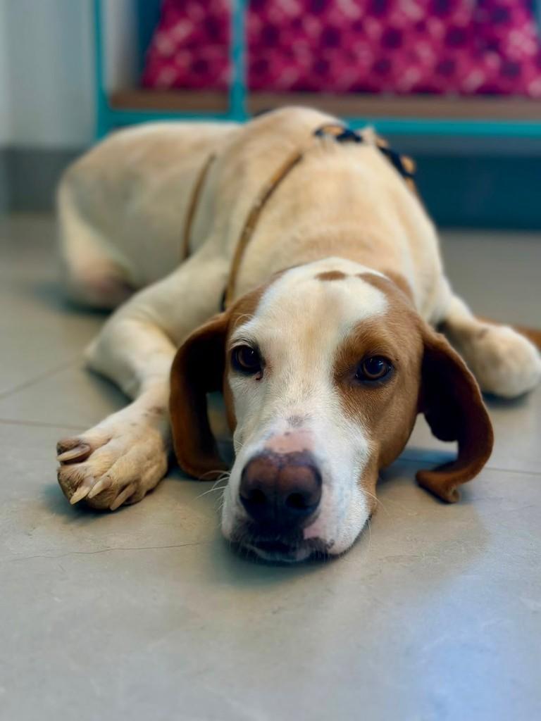 Logan, cachorro de porte grande para adoção em Primavera do Leste - MT