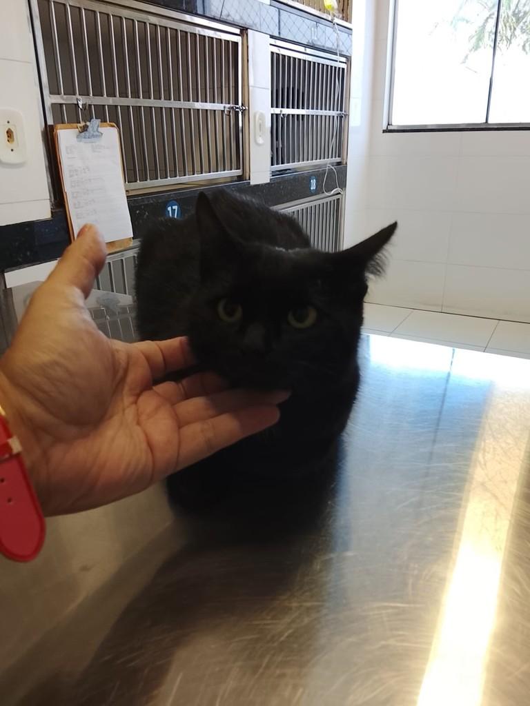 Coraline, gata de porte médio para adoção em Primavera do Leste - MT