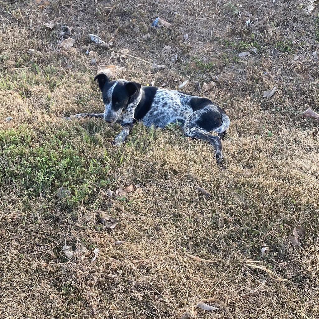 Joaninha, cachorro de porte pequeno para adoção em Primavera do Leste - MT