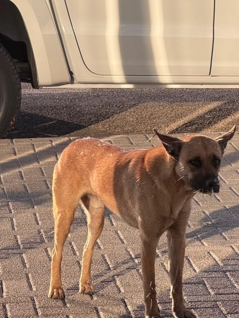 Amendoim, cachorro de porte grande para adoção em Primavera do Leste - MT