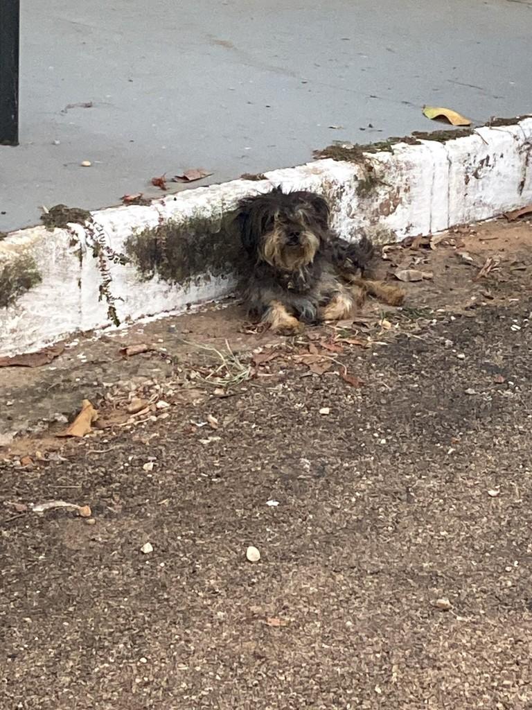 Nino, cachorro de porte pequeno para adoção em Primavera do Leste - MT