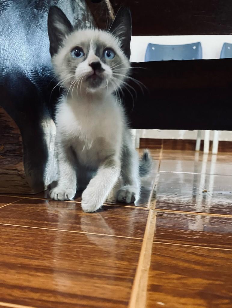 Chapisco, gato de porte pequeno para adoção em Primavera do Leste - MT