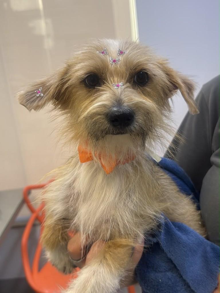 Pétala, cachorro de porte pequeno para adoção em Primavera do Leste - MT