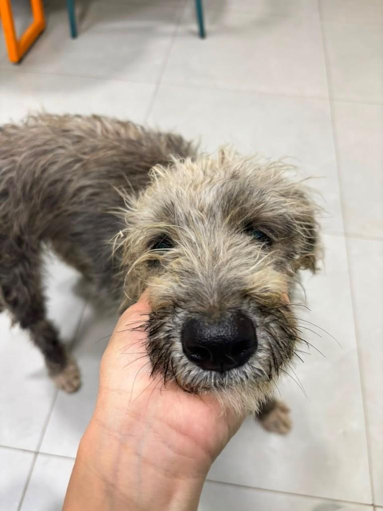Pacco, cachorro de porte pequeno para adoção em Primavera do Leste - MT