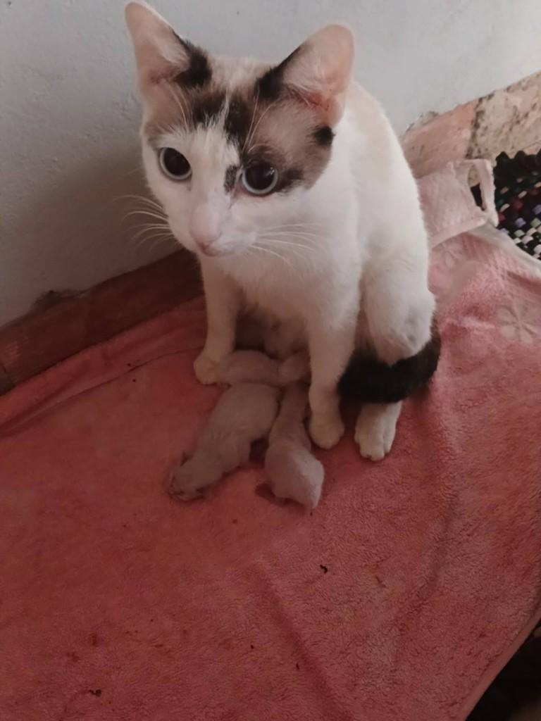 Magnólia, gata de porte pequeno para adoção em Primavera do Leste - MT